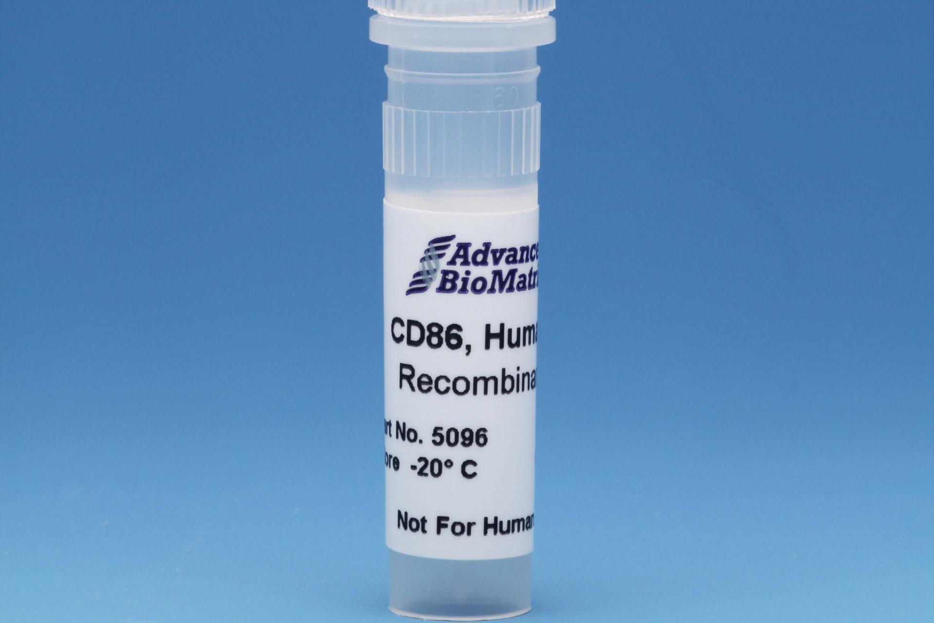 CD86, 0.5 mg/ml #5096