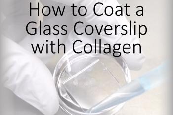 link to library blog - Coating a Glass Coverslip with Collagen