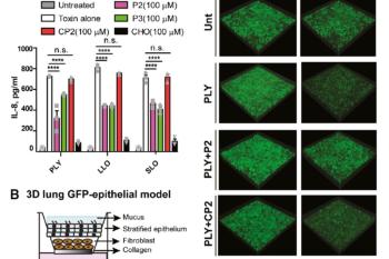 link to library blog - 3D Lung Epithelial Tissue Model