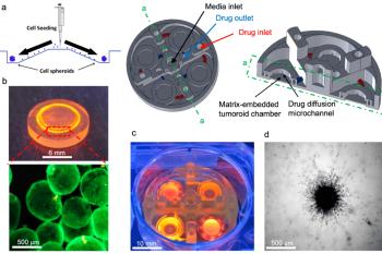 link to library blog - FibriCol Tumor on a Chip Model
