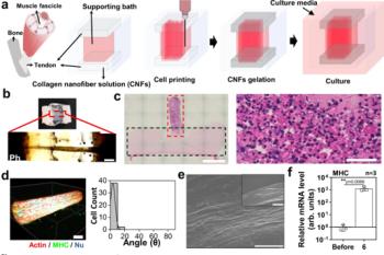 link to library blog - PureCol for 3D Printing Meat