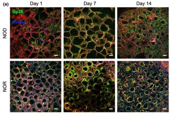 link to library blog - SpongeCol Based Stromal Reticula