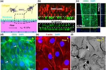 link to library blog - Rat Tail Collagen for Microfluidics