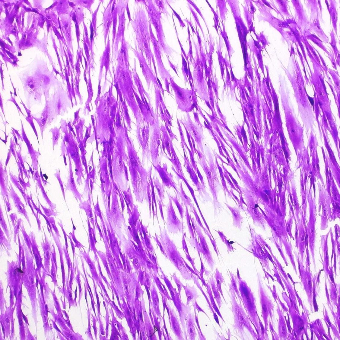 Human Fibroblasts Stained with Cytus™ Violet, 10X Brightfield