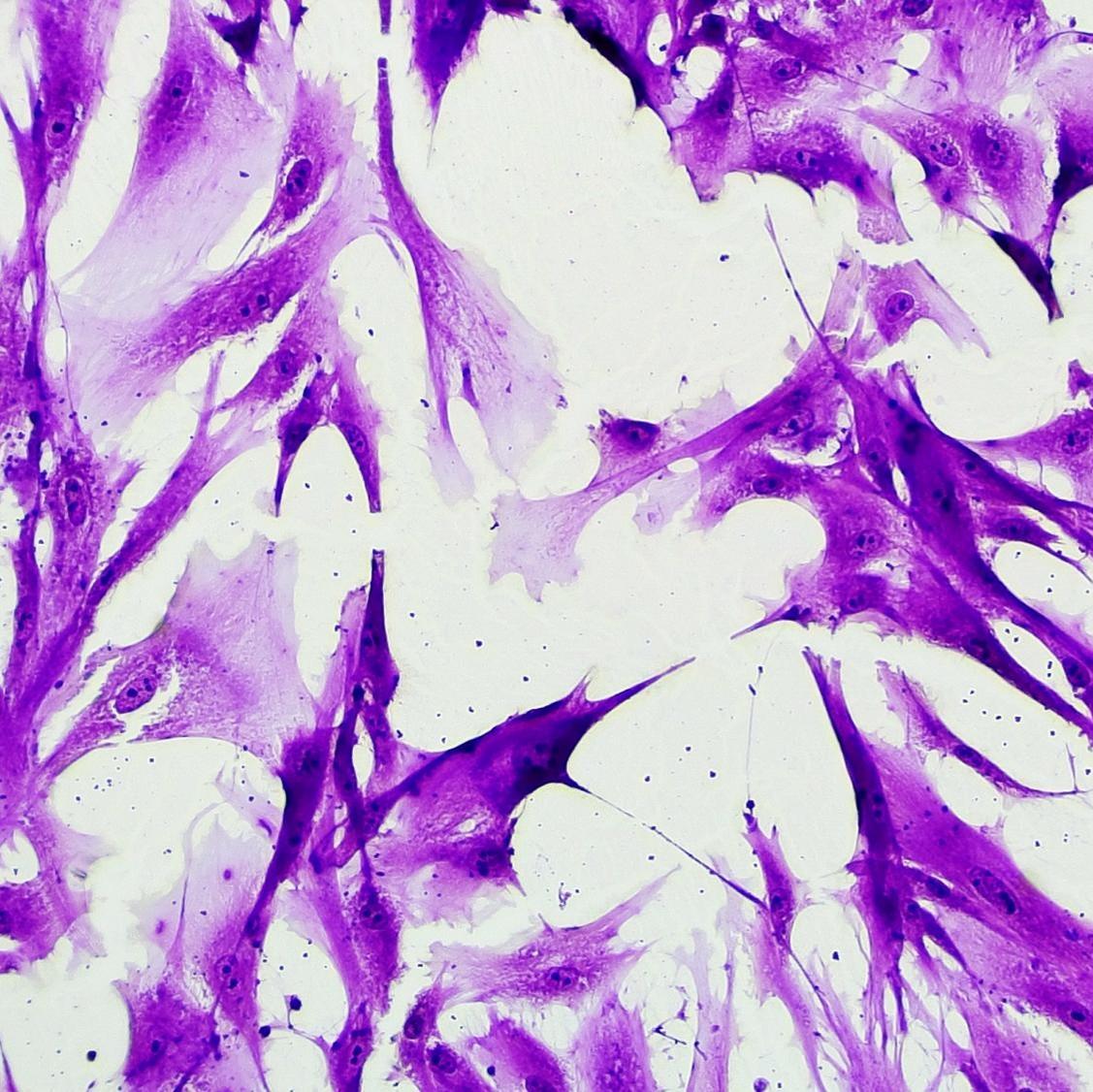 Human Fibroblasts Stained with Cytus™ Violet, 20X Brightfield