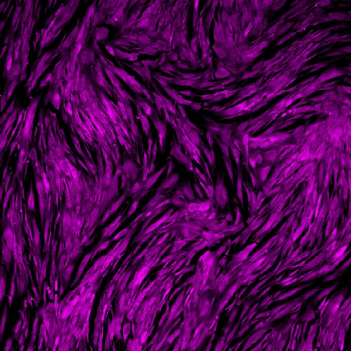 Human Fibroblasts Stained with Cytus™ Violet, 10X Cy5