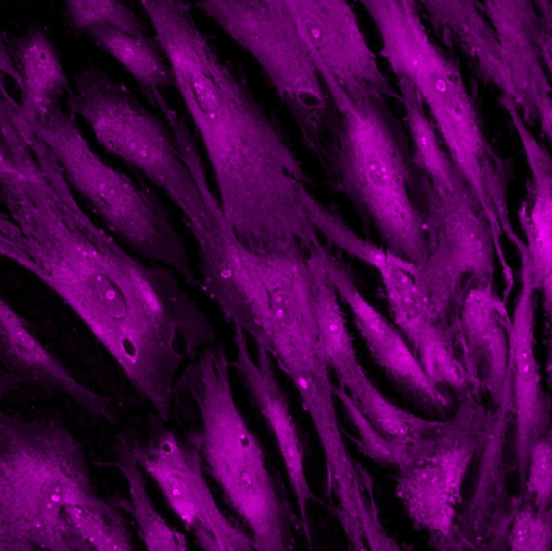 Human Fibroblasts Stained with Cytus™ Violet, 20X Cy5