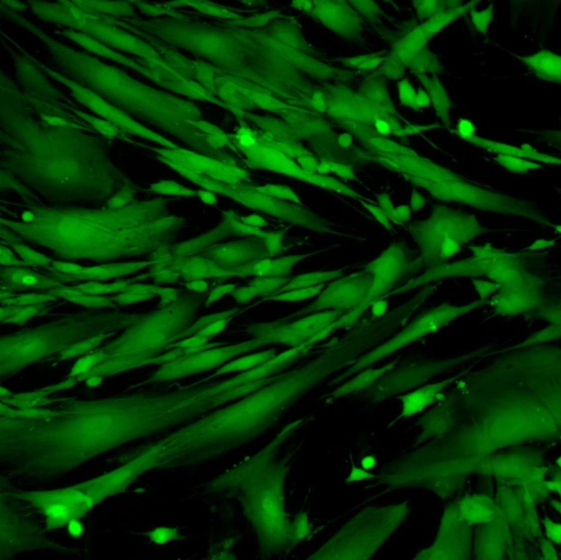 Viable Human Fibroblasts Stained with Cytus™ Green, 20X