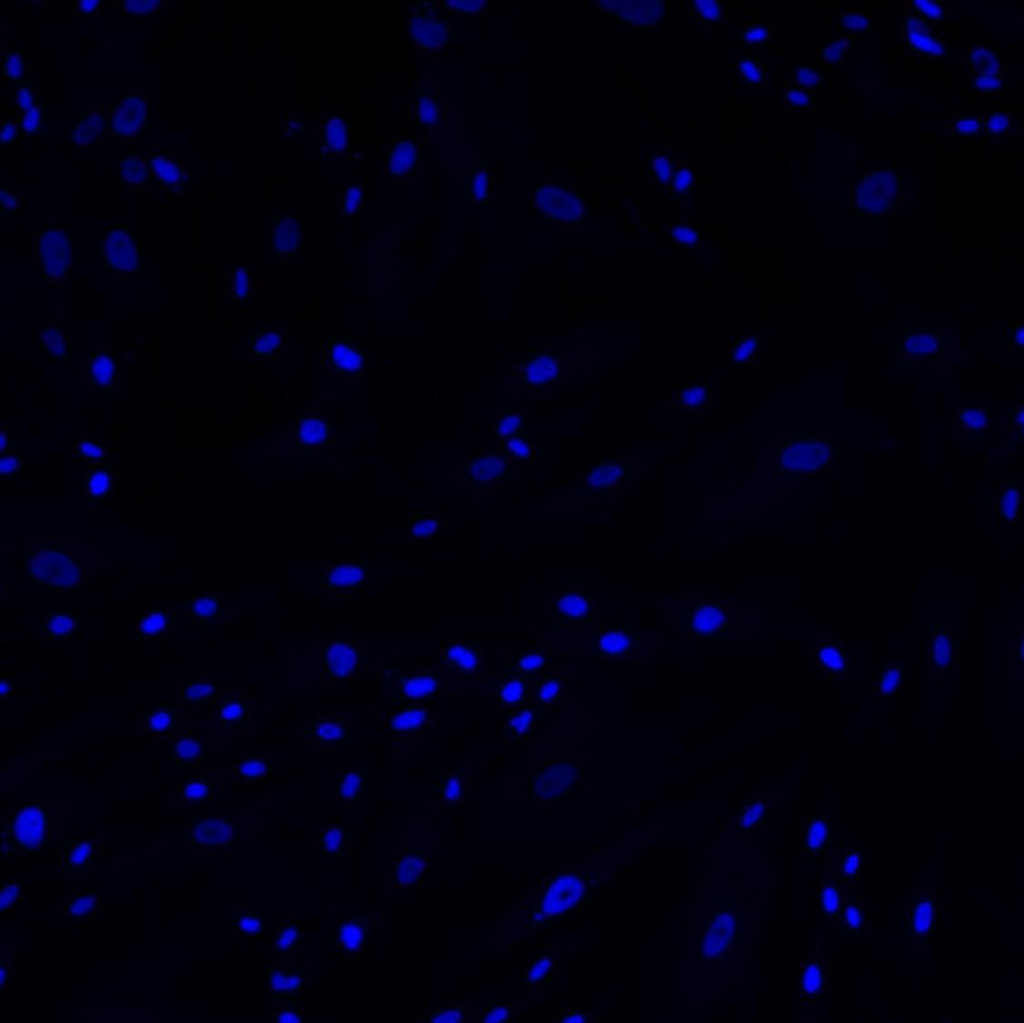 DNA Stain of MCF-7 Cells with Cytus™ Blue