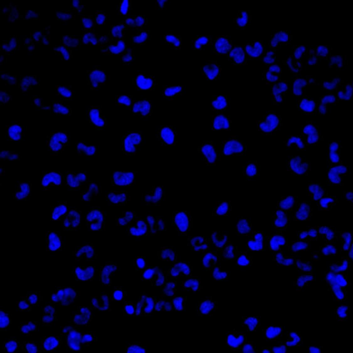 DNA Stain of MCF-7 Cells with Cytus™ Blue