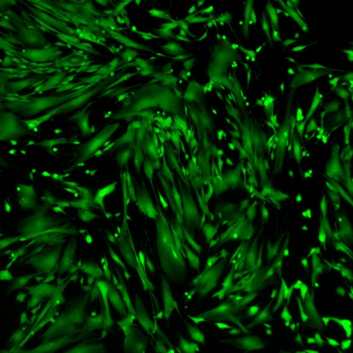 Viable Human Fibroblasts Stained with Cytus™ Green