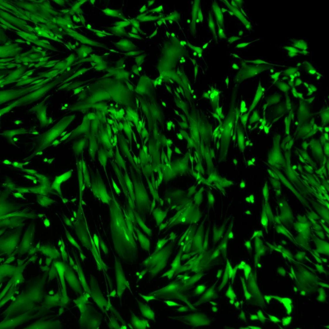 Viable Human Fibroblasts Stained with Cytus™ Green
