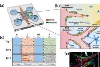 link to library blog - Blood Brain Barrier Model with HyStem