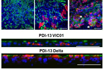 link to library blog - PureCol for COVID Tissue Models