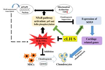 link to library blog - MSCs in Rat Tail Collagen