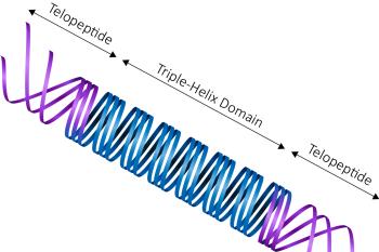 link to library blog - Telocollagen vs Atelocollagen Amino Acid Sequence