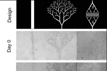 link to library blog - PhotoGel and PhotoHA for DLP Printing