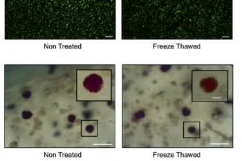 link to library blog - Cryopreservation of Stem Cells within 3D Hydrogels