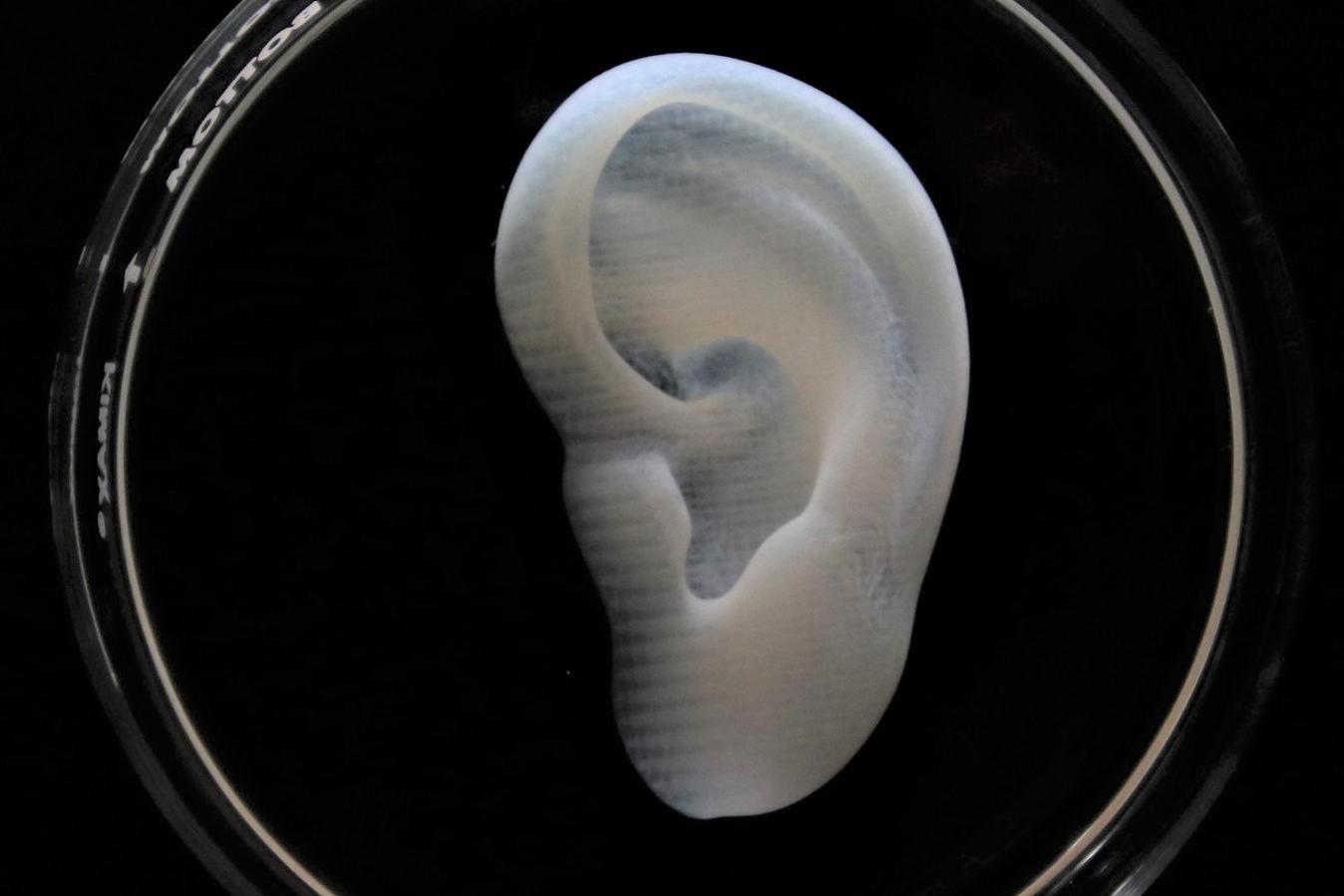 3D bioprinted heart with Lifeink 240 and LifeSupport