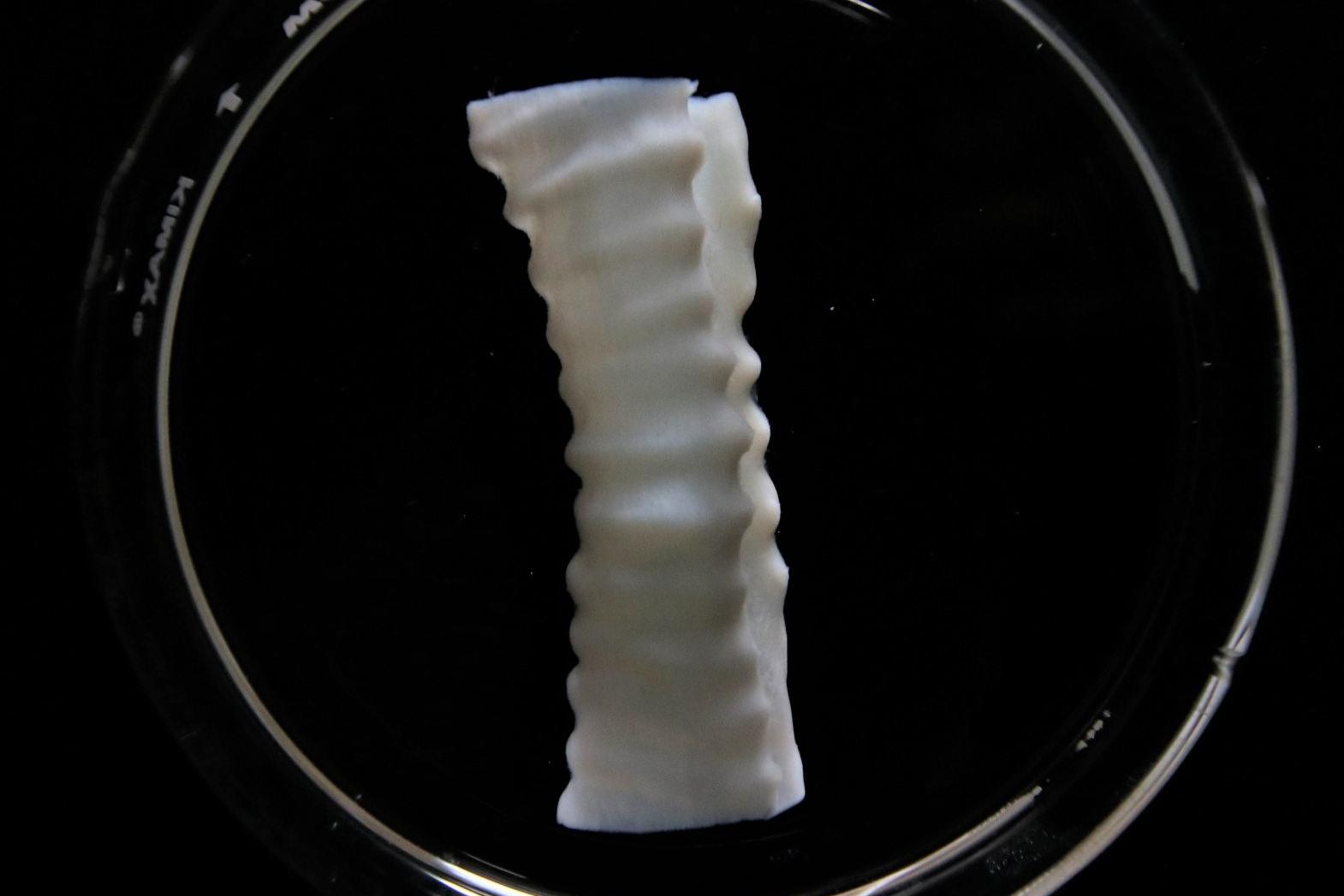 3D bioprinted Trachea with Lifeink 240 and LifeSupport