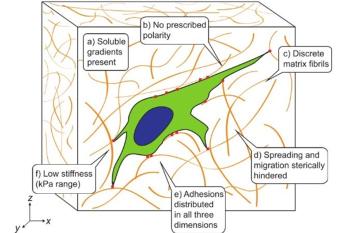 link to library blog - 2D vs 3D Cell Culture