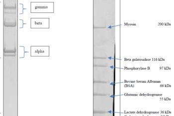 link to library blog - Description of SDS Page Banding