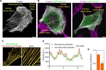 link to library blog - Substrate Rigidity Promotes Myosin II Activity