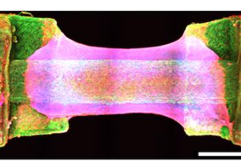 link to library blog - Lifeink 240 Bioprinted Contractile Heart Tube