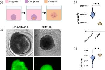 link to library blog - VitroCol for Tumor Spheroids