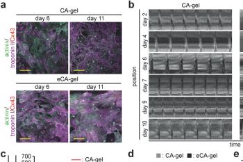 link to library blog - Beating Cardiac Tissue