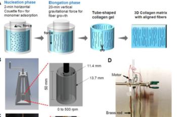 link to library blog - Aligned Collagen Fibers