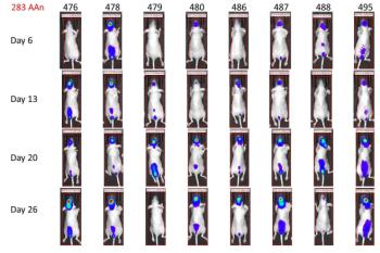 link to library blog - Vitronectin and Brain Tumor Study