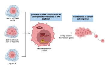 link to library blog - Mechanotransduction and Breast Cancer