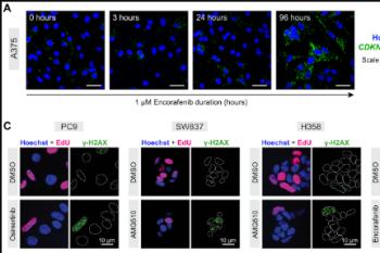 link to library blog - Immunofluorescence Imaging with PureCol