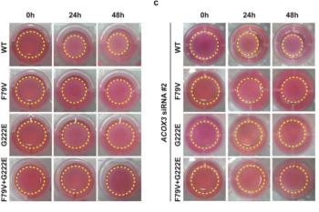 link to library blog - Collagen Contraction Assay with Rat Tail Collagen