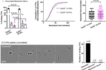 link to library blog - Substrate Stiffness to Evaluate Cep55