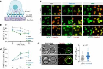 link to library blog - Stiffness Dependent T Cell Polarization
