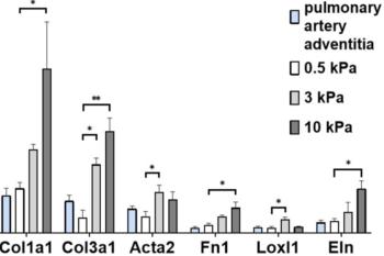 link to library blog - Stiffness Regulates Mechanosignaling
