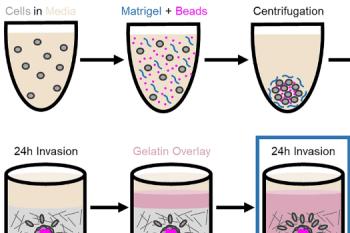 link to library blog - Nutragen + Gelatin Dual Hydrogel