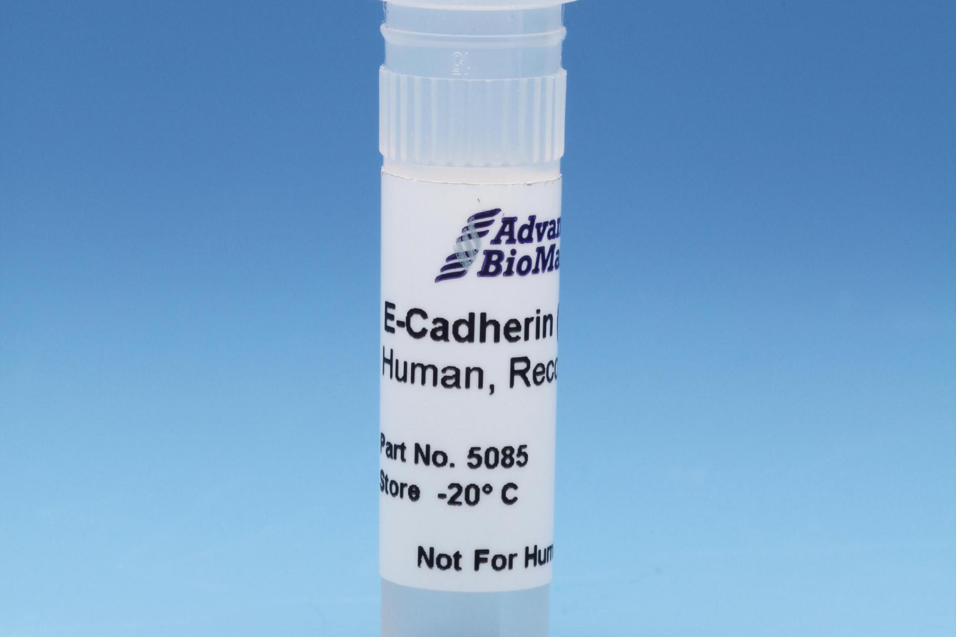 E-Cadherin (CD324), 0.5 mg/ml #5085