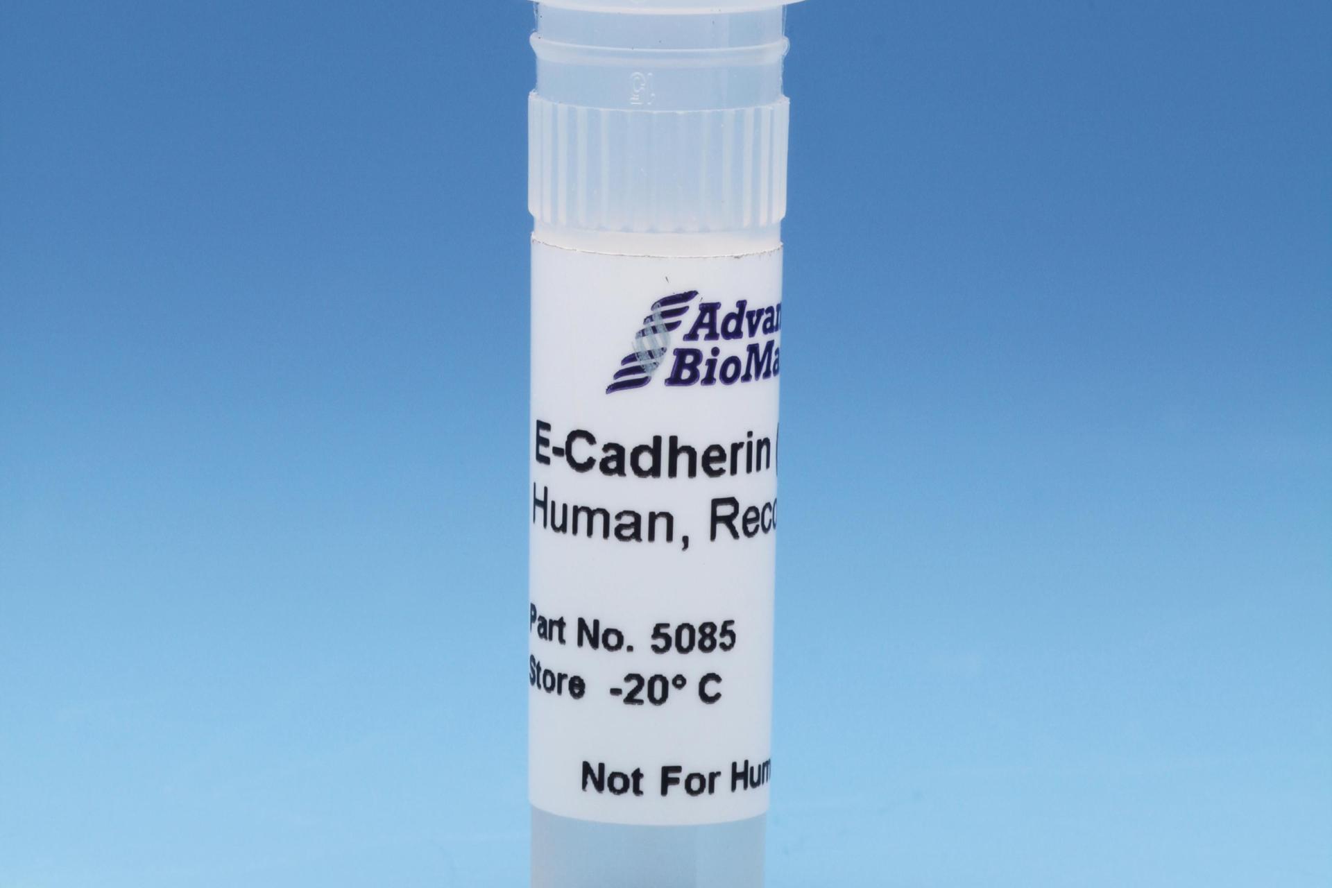 E-Cadherin (CD324), 0.5 mg/ml #5085