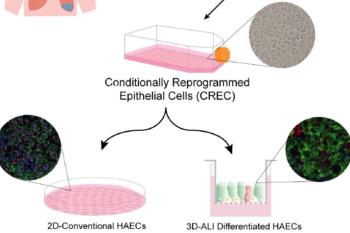 link to library blog - Airway Epithelial Cystic Fibrosis Model