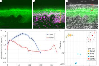 link to library blog - Ex Vivo Culture of Skin Biopsies