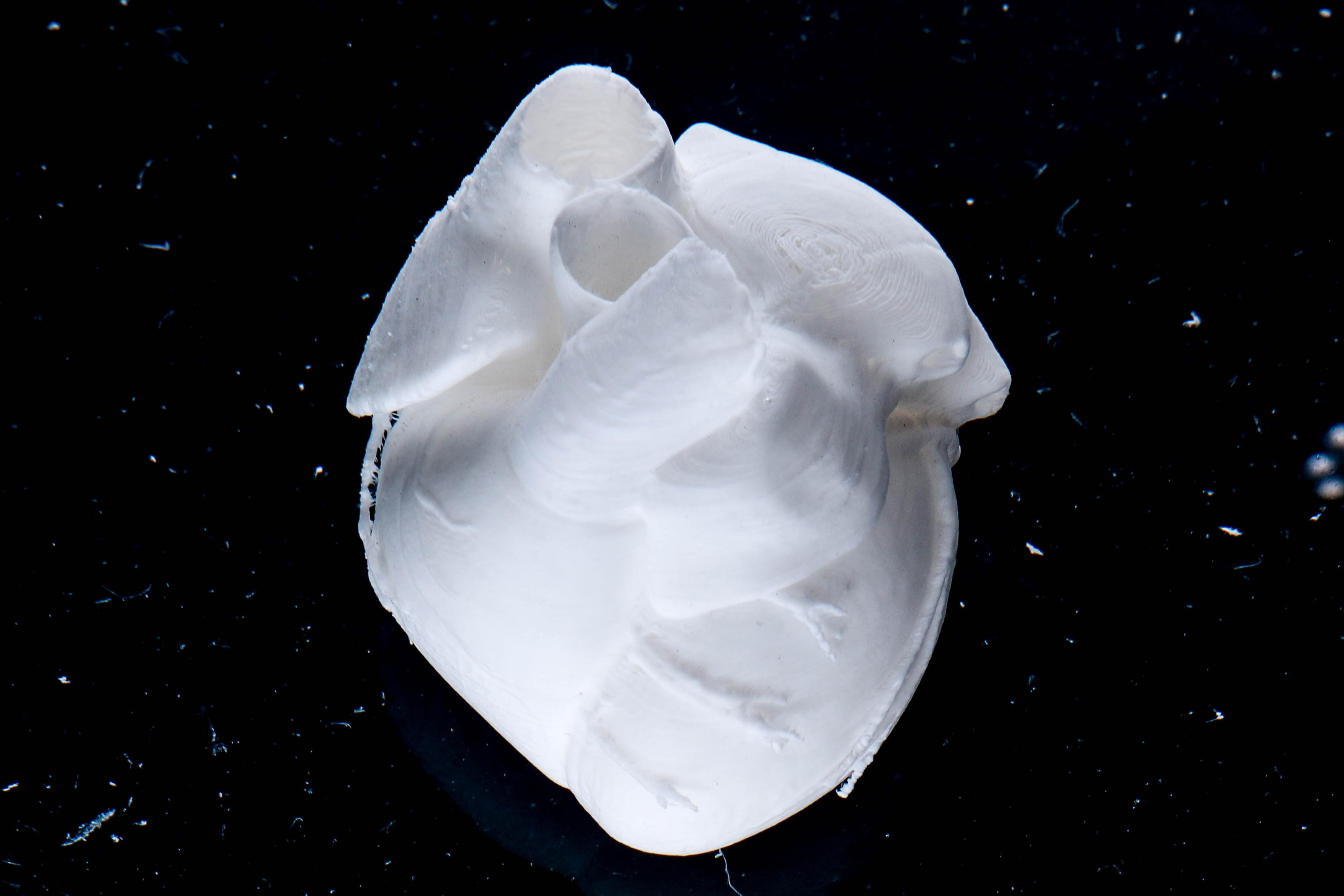 Full Scale Human Neonatal Heart