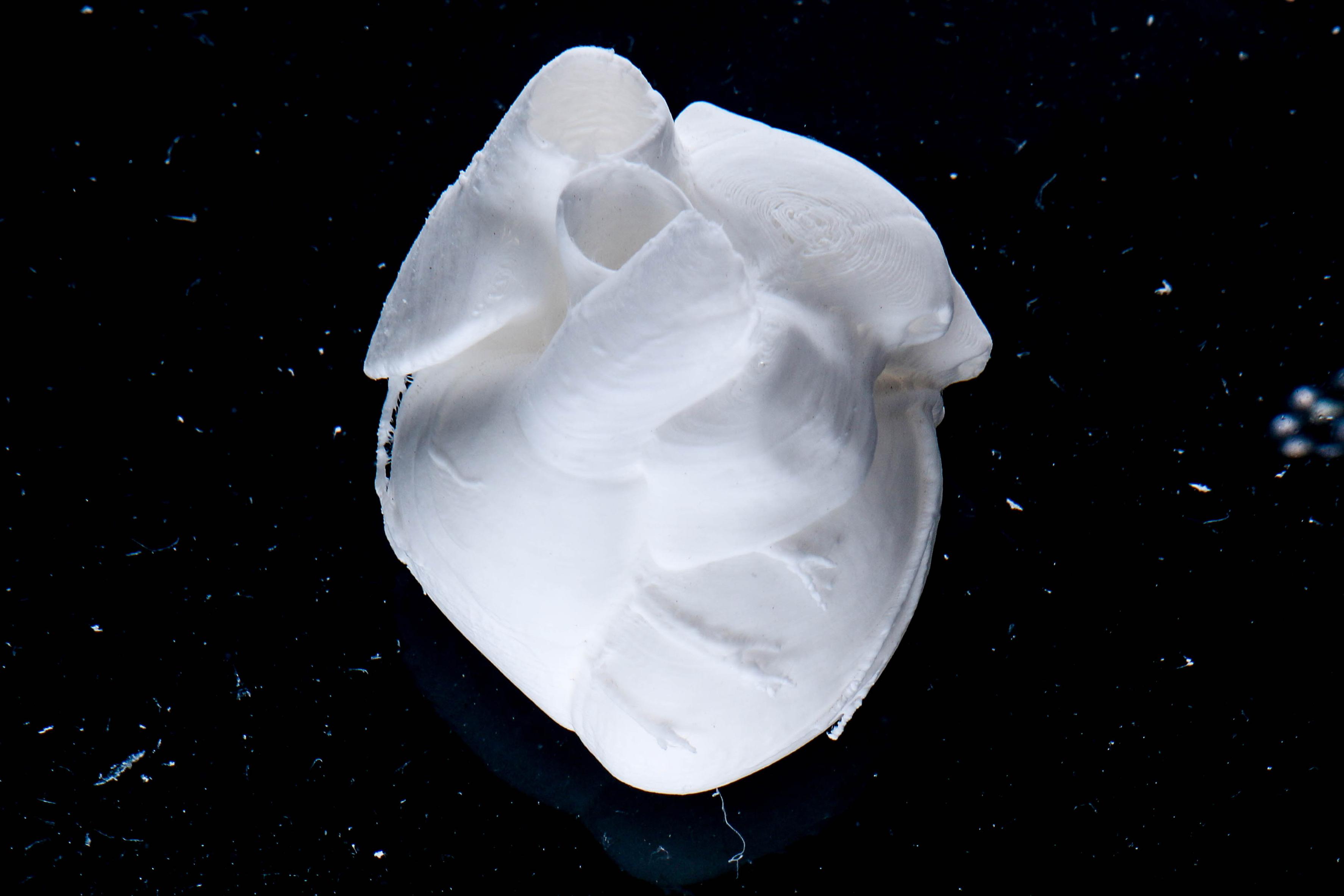 Heart