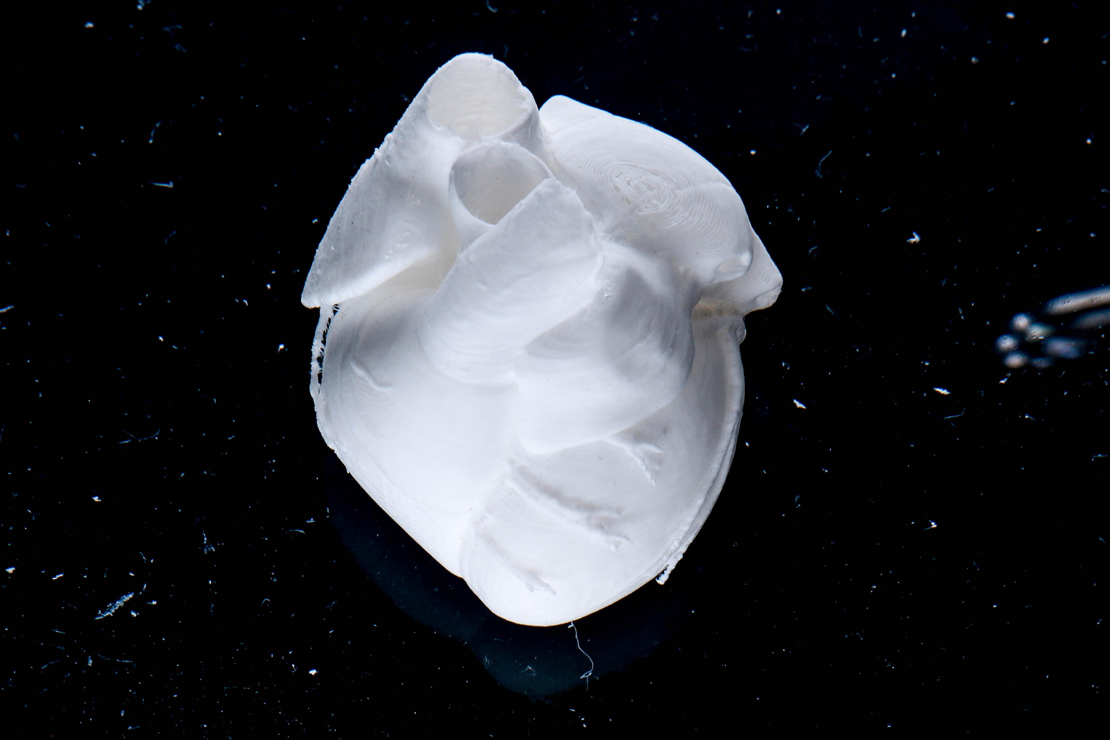 Full Scale Human Neonatal Heart