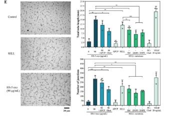 link to library blog - Capillary Tube Formation Assay