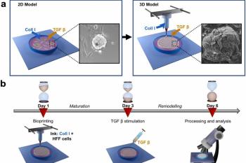 link to library blog - Lifeink 200 Fibrosis Model