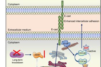 link to library blog - PureCol for Morphology Assay