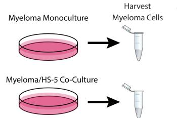 link to library blog - Multiple Myeloma Study